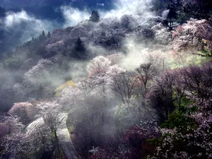 樱花时节 第一辑_15