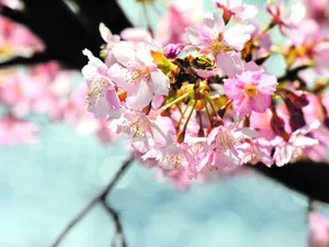 樱花时节 第一辑_19