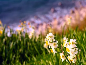 水仙花 第一辑