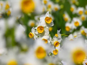 水仙花 第一辑_3
