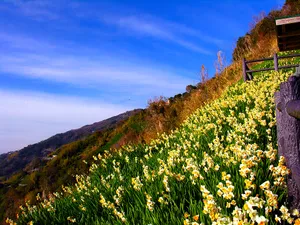 水仙花 第一辑_6
