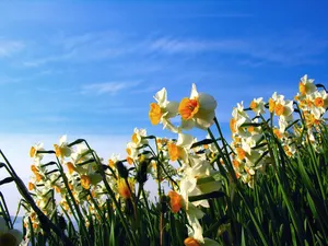 水仙花 第一辑_7