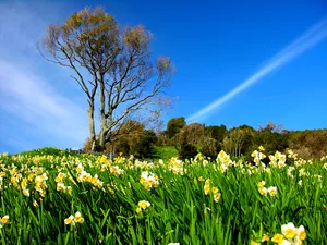 水仙花 第一辑_8