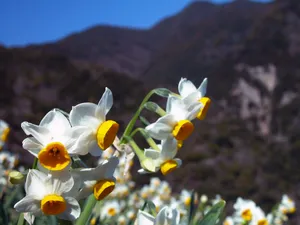 水仙花 第一辑_9