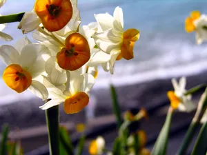 水仙花 第一辑_10