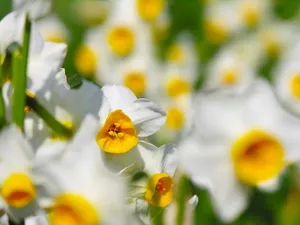 水仙花 第一辑_12