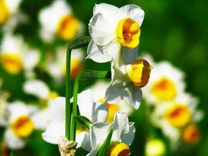 水仙花 第一辑_13