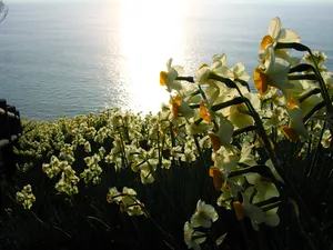 水仙花 第一辑_15