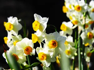 水仙花 第一辑_17