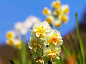 水仙花 第一辑_18