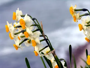 水仙花 第一辑_19