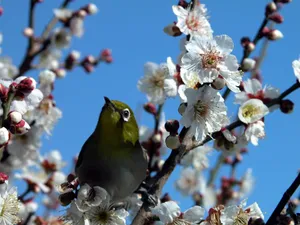 梅花写真 第一辑_3