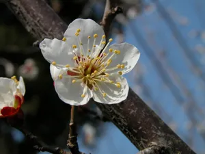 梅花写真 第一辑_4