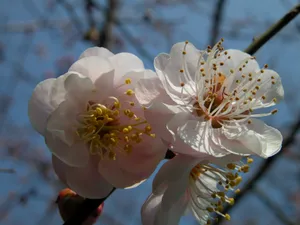 梅花写真 第一辑_5