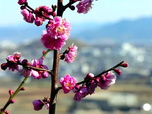 梅花写真 第一辑_7