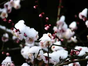 梅花写真 第一辑_10