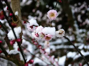 梅花写真 第一辑_11