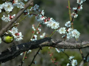 梅花写真 第一辑_12