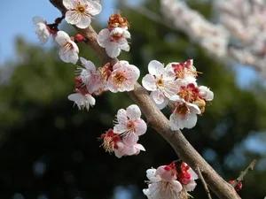 梅花写真 第一辑_13