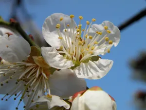 梅花写真 第一辑_14