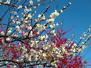 梅花写真 第一辑_17