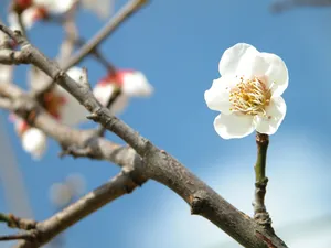 梅花写真 第一辑_18