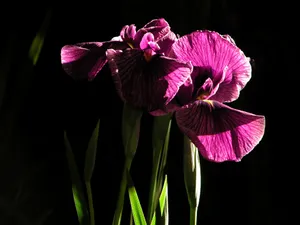 兰花写真 第一辑_6