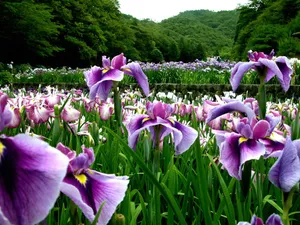 兰花写真 第一辑_11