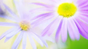鲜花特写 第16辑_5