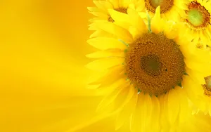 葵花特写 第六辑_5