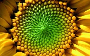 葵花特写 第六辑_12
