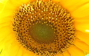 葵花特写 第六辑_13