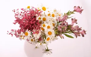 超大鲜花特写 第六辑_2
