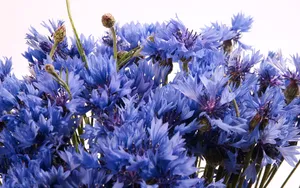 超大鲜花特写 第六辑_3