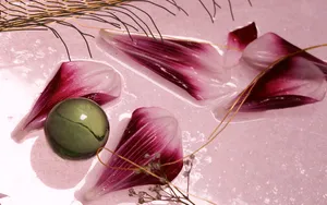 超大鲜花特写 第六辑_4