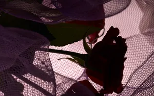 超大鲜花特写 第六辑_11