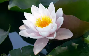 超大鲜花特写 第六辑_14
