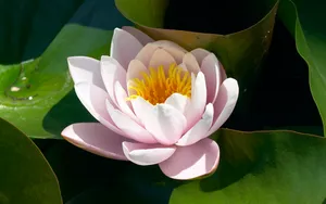 超大鲜花特写 第五辑