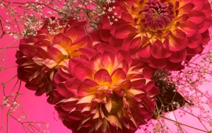 超大鲜花特写 第五辑_2