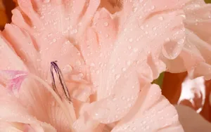 超大鲜花特写 第五辑_4