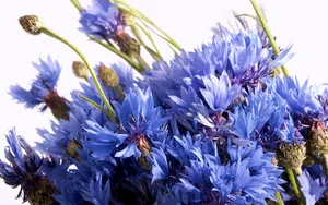 超大鲜花特写 第五辑_5