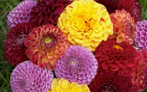 超大鲜花特写 第五辑_8
