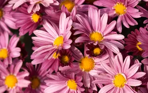 超大鲜花特写 第五辑_10