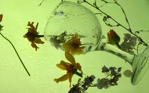 超大鲜花特写 第五辑_12