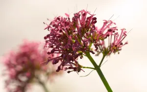 超大鲜花特写 第五辑_16