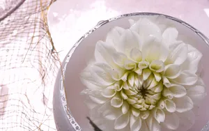 超大鲜花特写 第五辑_19