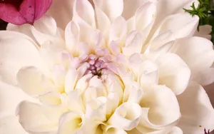 超大鲜花特写 第四辑_2