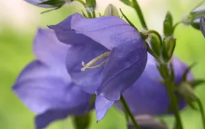 超大鲜花特写 第四辑_7