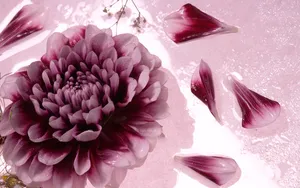 超大鲜花特写 第四辑_18