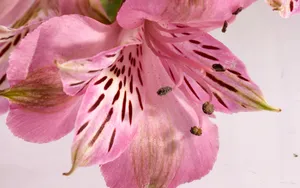 超大鲜花特写 第三辑_4